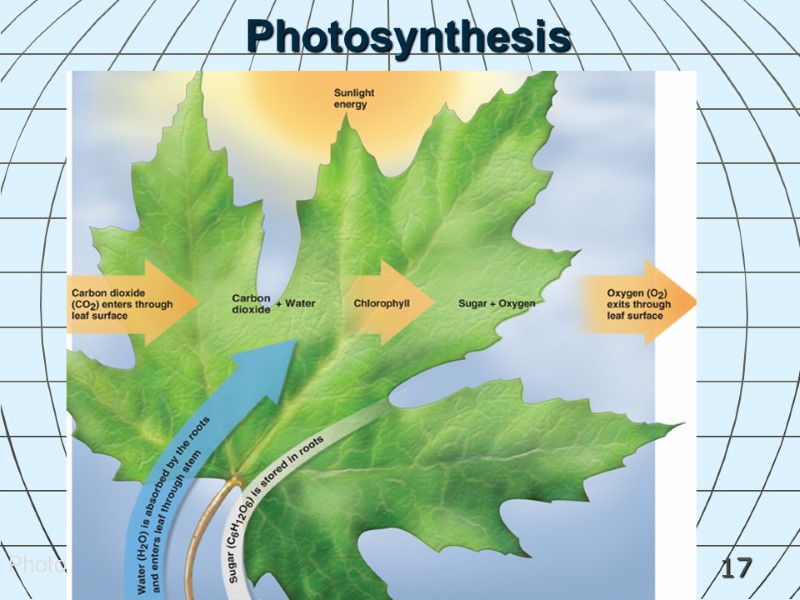 17 Photosynthesis Photosynthesis